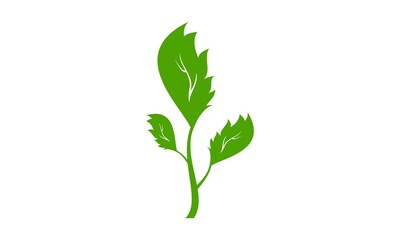 Celery leaf illustration vector