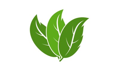 Green leaf illustration vector design