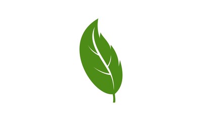 Green leaf illustration vector