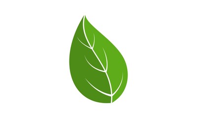 Leaf illustration vector design