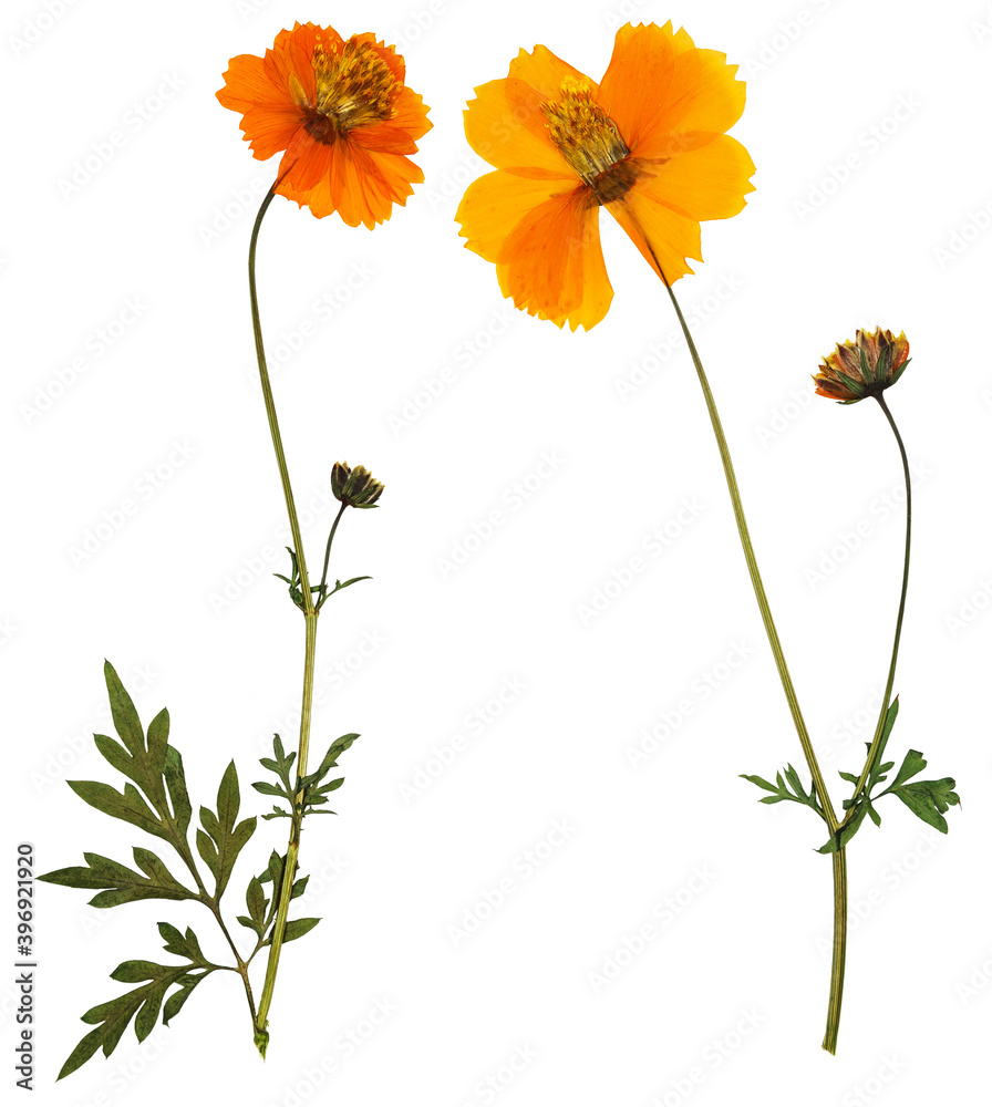 Wall mural pressed and dried flowers cosmos (cosmea carpet), isolated on white background. for use in scrapbook