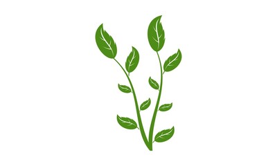 Plant illustration vector