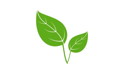 Fototapeta premium Plant leaf illustration vector design