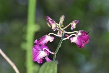 purple orchid flower