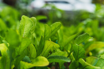 Green arugula lettuce plant in a home orchard