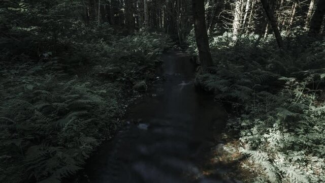 River flows through the forest. Time lapse video