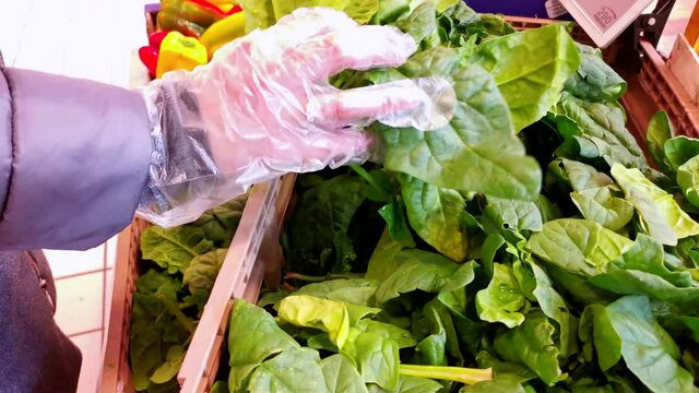 Woman at the greengrocer is choosing vegetables, caucasian girl chooses spinaches at the market. Choosing vegetables from farmer