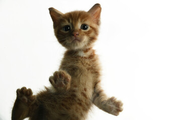 Obraz premium Small red kitten on a white background 