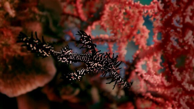 The ornate ghost pipefish or harlequin ghost pipefish, Solenostomus paradoxus, is hiding in a feather star Crinoids, Raja Ampat, Indonesia