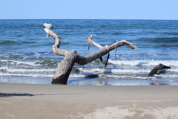 Fototapeta na wymiar 海岸に漂着した流木