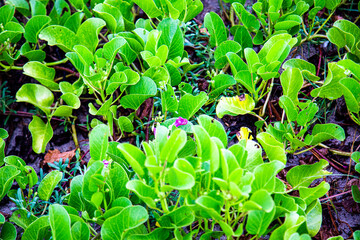 arena, playa, plantas marinas