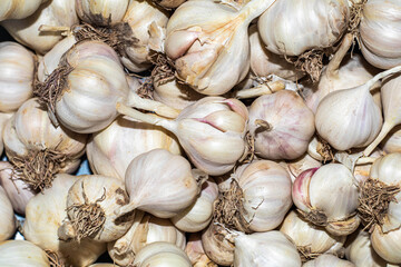 Garlic pattern lots of white and pink garlic