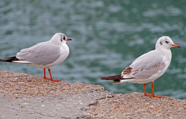 the sea gulls