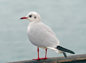 Marine gull on rest