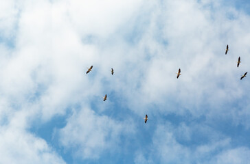 Pelicans against the background of clouds