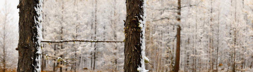 Fototapeta premium panoramaic view of tow larch tree and snow-covered branches on larch forest background. A snowy larch forest scene