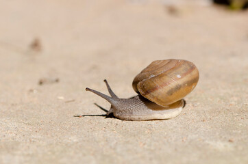 Selective focus Snail blurred natural background with copy space.