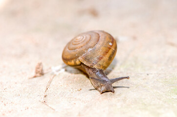 Selective focus Snail blurred natural background with copy space.