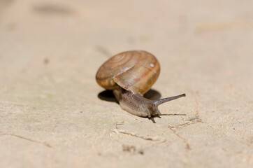Curious snail in the garden on the rock