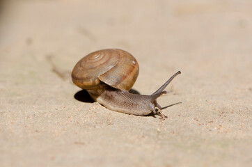 Selective focus Snail blurred natural background with copy space.