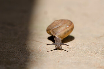 Curious snail in the garden on the rock