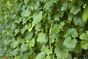 grapevine and Grape leaves on nature background