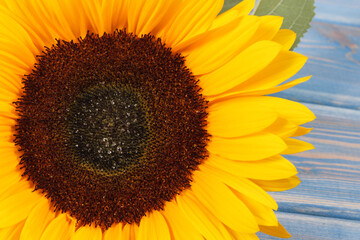 Obraz premium Beautiful and vibrant sunflower on blue background. Decoration and summer time