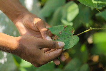 Disease on cotton leaf at cotton farm