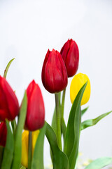 Fototapeta premium Soft focus beautiful tulip, beautiful Red Tulips, group of colorful tulip. 