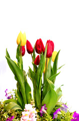 Soft focus  beautiful tulip, beautiful Red Tulips, group of colorful tulip.
