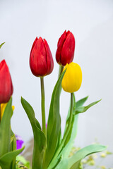 Soft focus  beautiful tulip, beautiful Red Tulips, group of colorful tulip.
