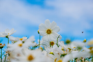 Cosmos flowers beautiful in the garden ,  soft focus pink cosmos flowers
