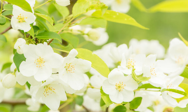 Blossoming apple-tree.