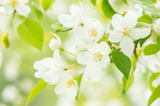 Blossoming apple-tree.