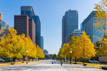 【東京都】都市風景 丸の内行幸通りイチョウ並木 © k_river