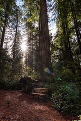Redwood morning