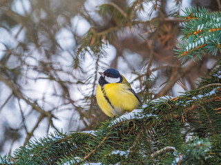 Cute bird Great tit, songbird sitting on the fir branch