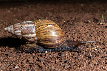 Snail walks at night in a garden in Brazil