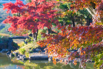 【東京都】秋の紅葉が美しい小石川後楽園