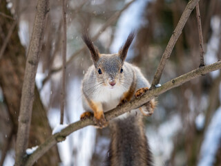 Naklejka na ściany i meble The squirrel funny sits on a branches in the winter or autumn