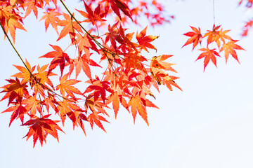 秋の陽射しに映える紅葉