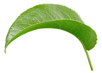 Pear leaf isolated on a white background