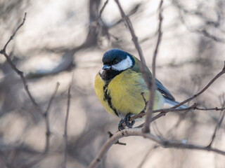 Cute bird Great tit, songbird sitting on a branch without leaves in the autumn or winter.