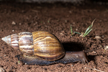 Snail walks at night in a garden in Brazil