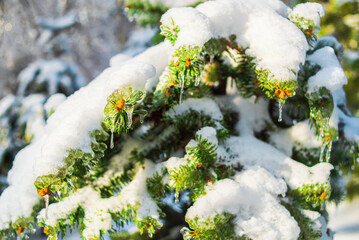 Spruce branches are covered with sparkling snow and ice. Shiny icicles on a fir tree. Cold frosty...