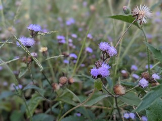 Flower with blurred background,Flower field