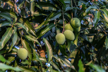 Green Mango Fruits are Ripening in Brazil