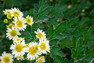 Distinctive green chrysanthemum leaves, as a nature pattern background
