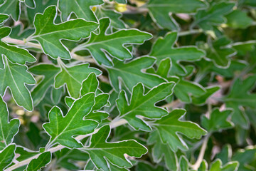 Distinctive green chrysanthemum leaves, as a nature pattern background
