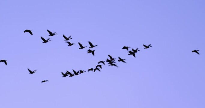 geese in v flying left tor right at dusk